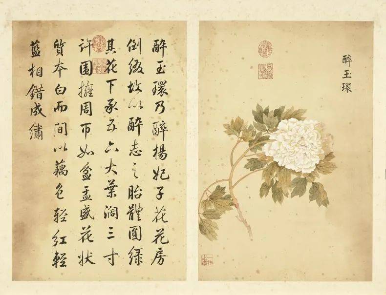 邹一桂《牡丹二十四品图》 历代国画 第22张