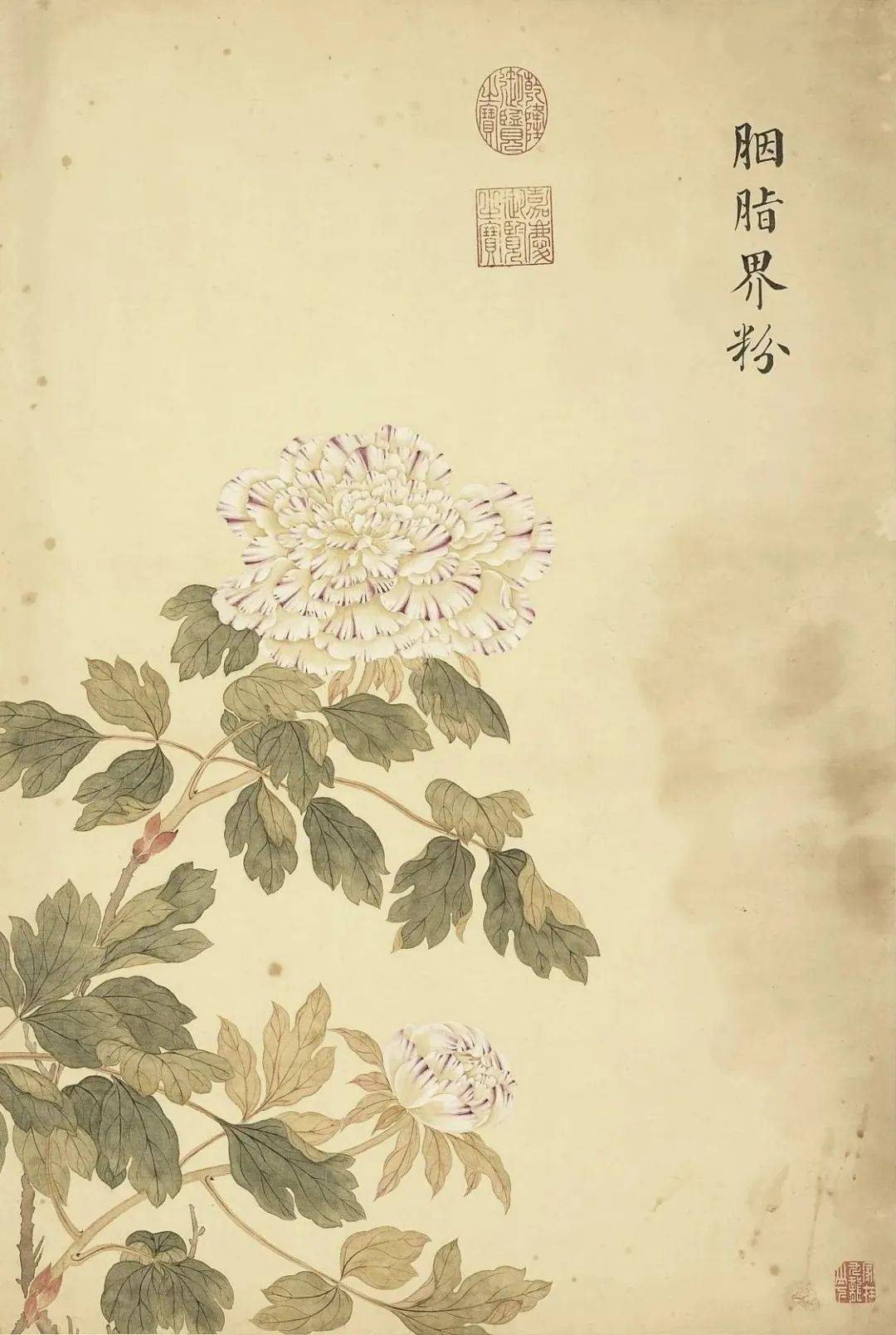 邹一桂《牡丹二十四品图》 历代国画 第66张