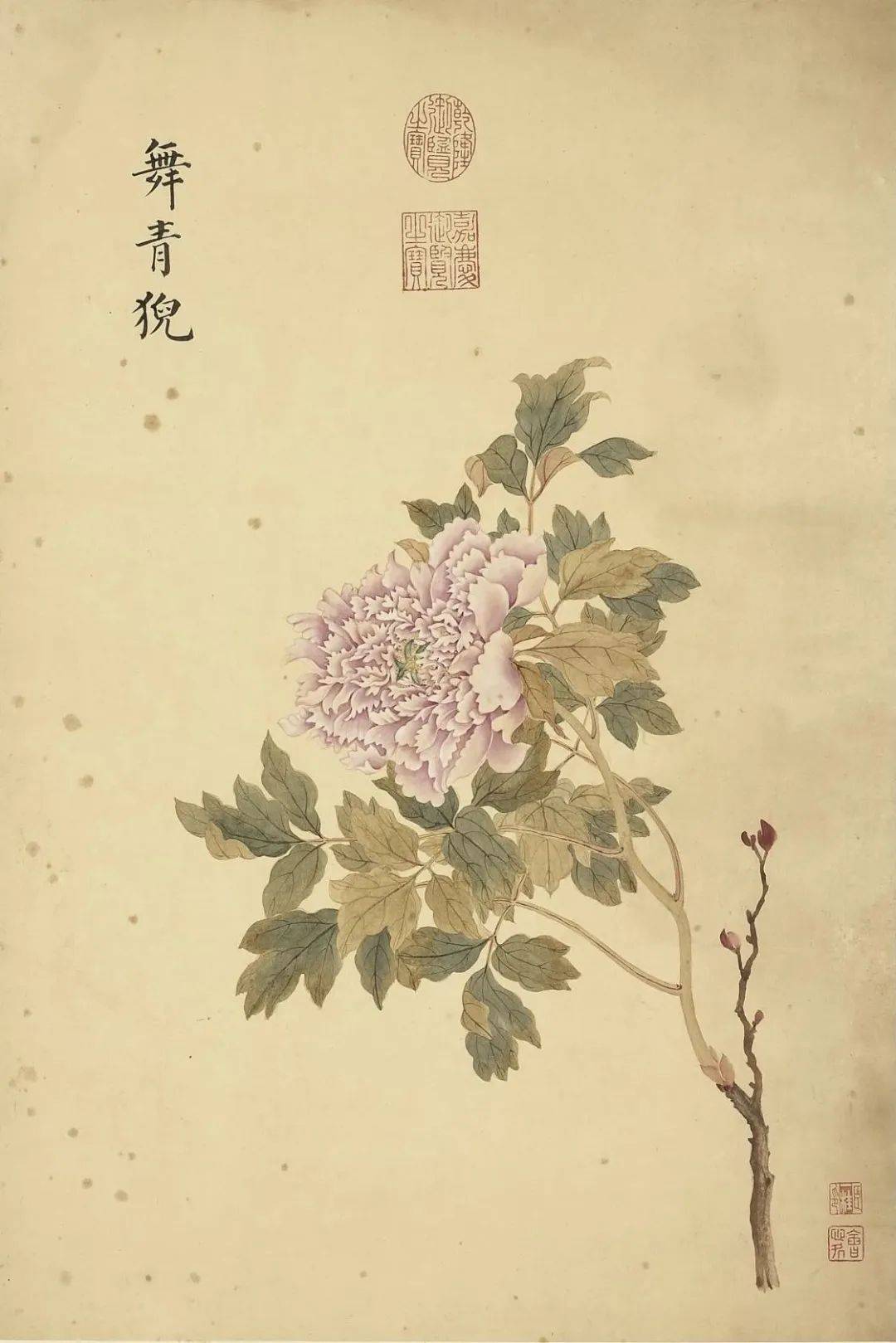 邹一桂《牡丹二十四品图》 历代国画 第54张