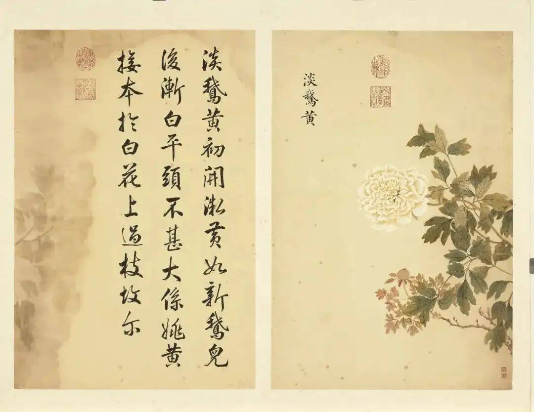 邹一桂《牡丹二十四品图》 历代国画 第28张