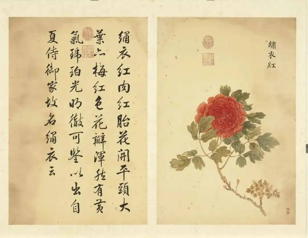 邹一桂《牡丹二十四品图》 历代国画 第49张