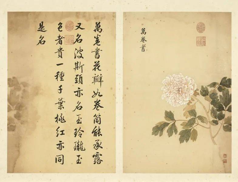 邹一桂《牡丹二十四品图》 历代国画 第10张