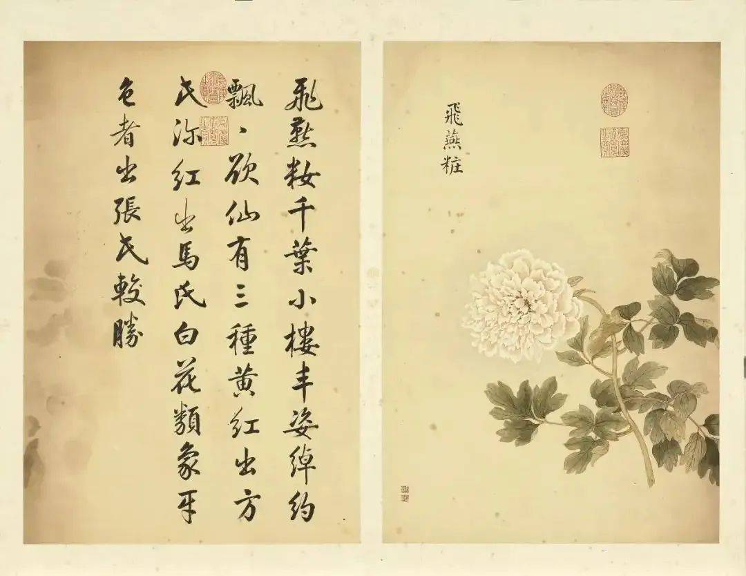 邹一桂《牡丹二十四品图》 历代国画 第55张