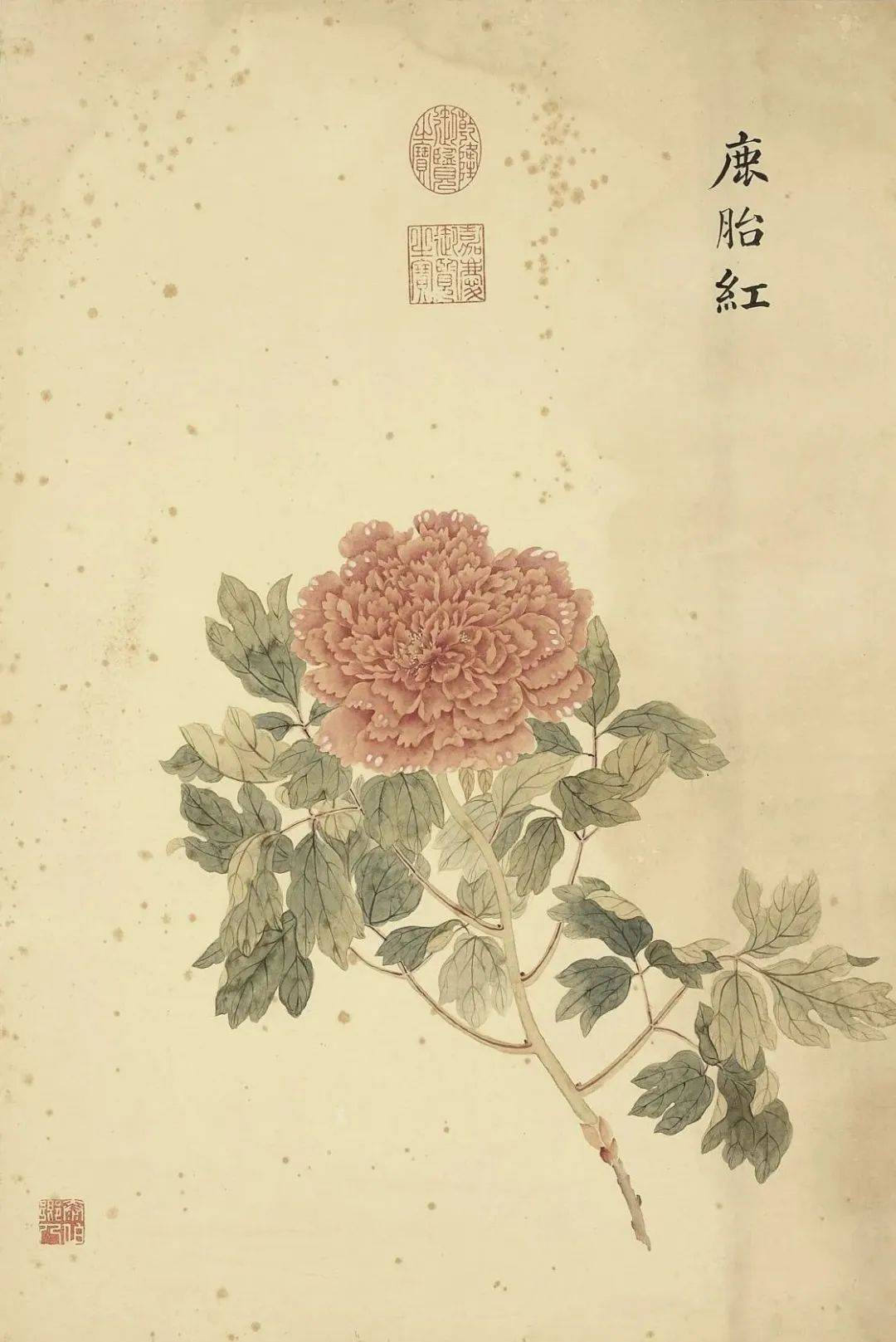 邹一桂《牡丹二十四品图》 历代国画 第36张