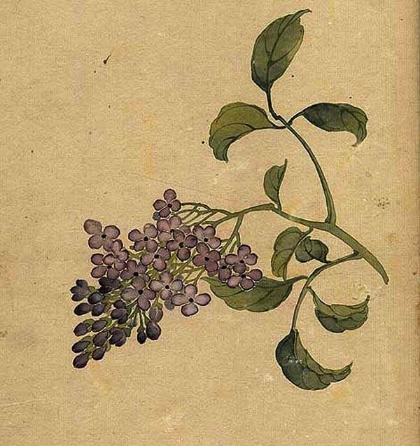 缪谷瑛《百花图》 历代国画 第24张