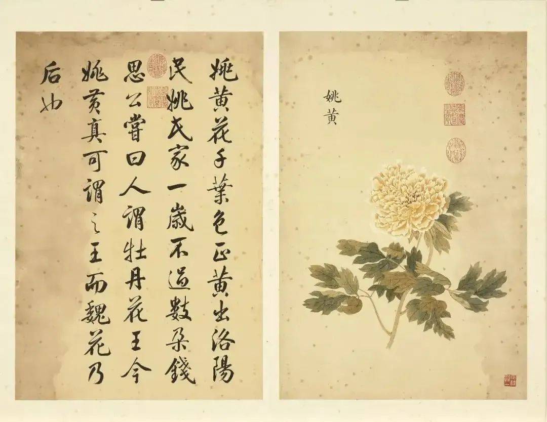 邹一桂《牡丹二十四品图》 历代国画 第1张