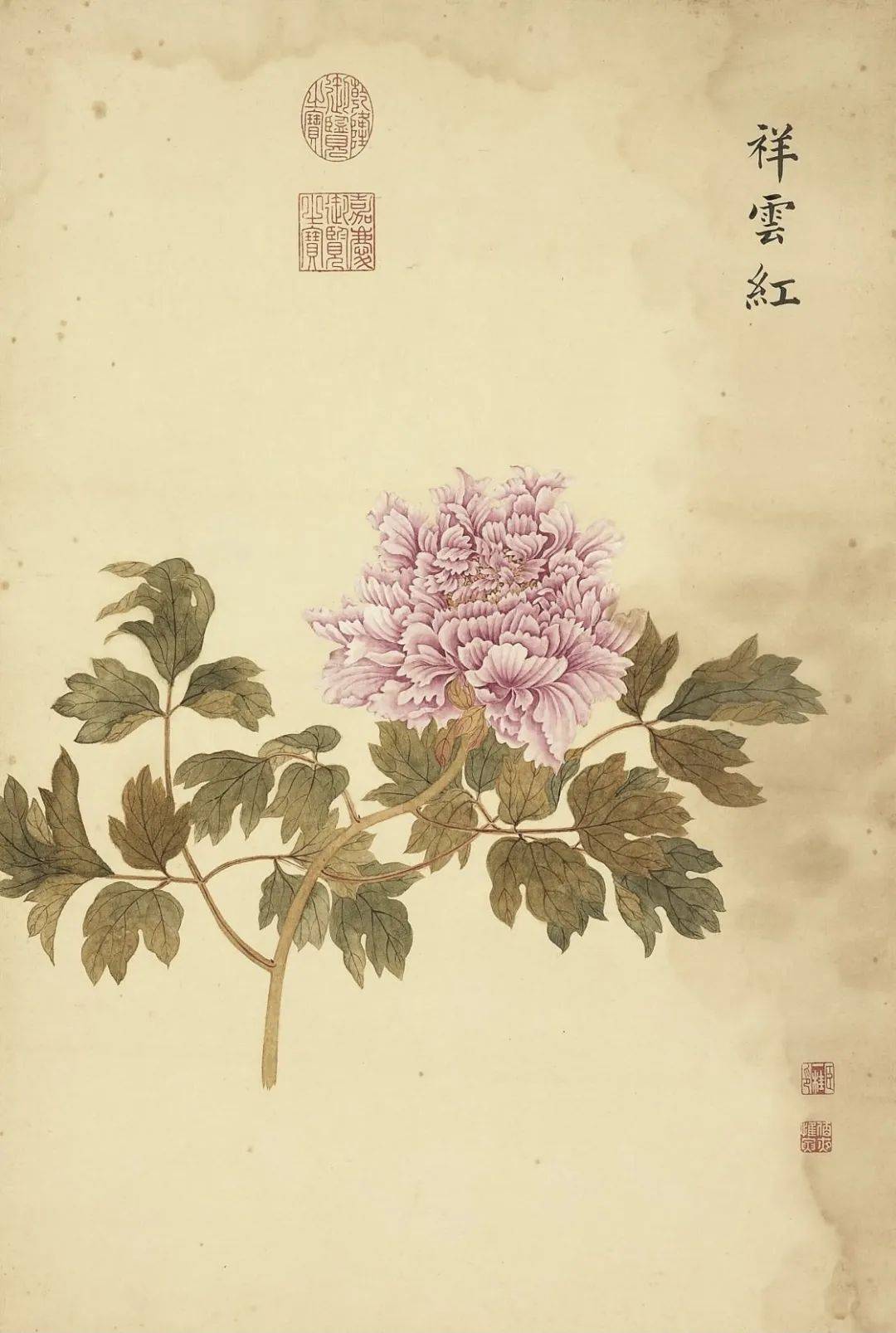 邹一桂《牡丹二十四品图》 历代国画 第9张