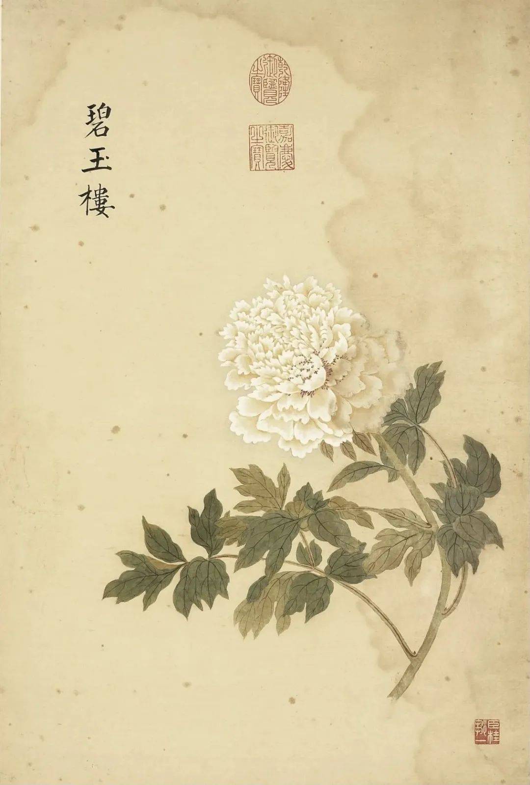 邹一桂《牡丹二十四品图》 历代国画 第45张
