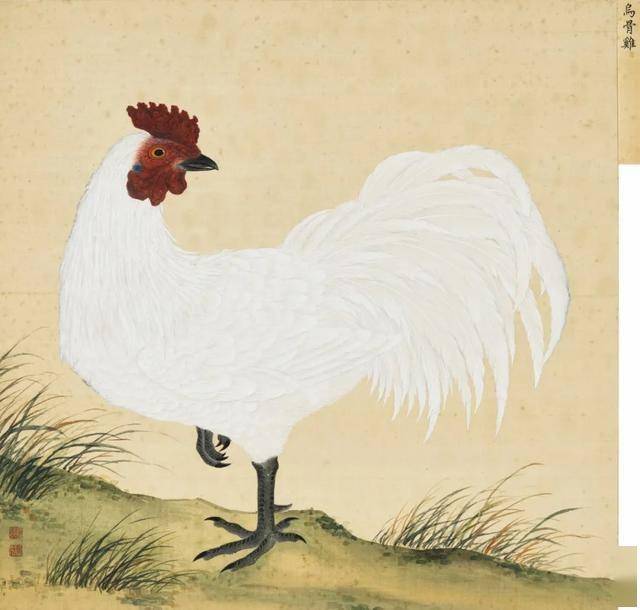 蒋廷锡 《鸟谱》 历代国画 第2张