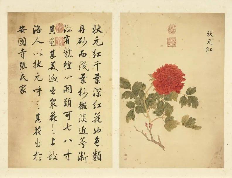 邹一桂《牡丹二十四品图》 历代国画 第19张