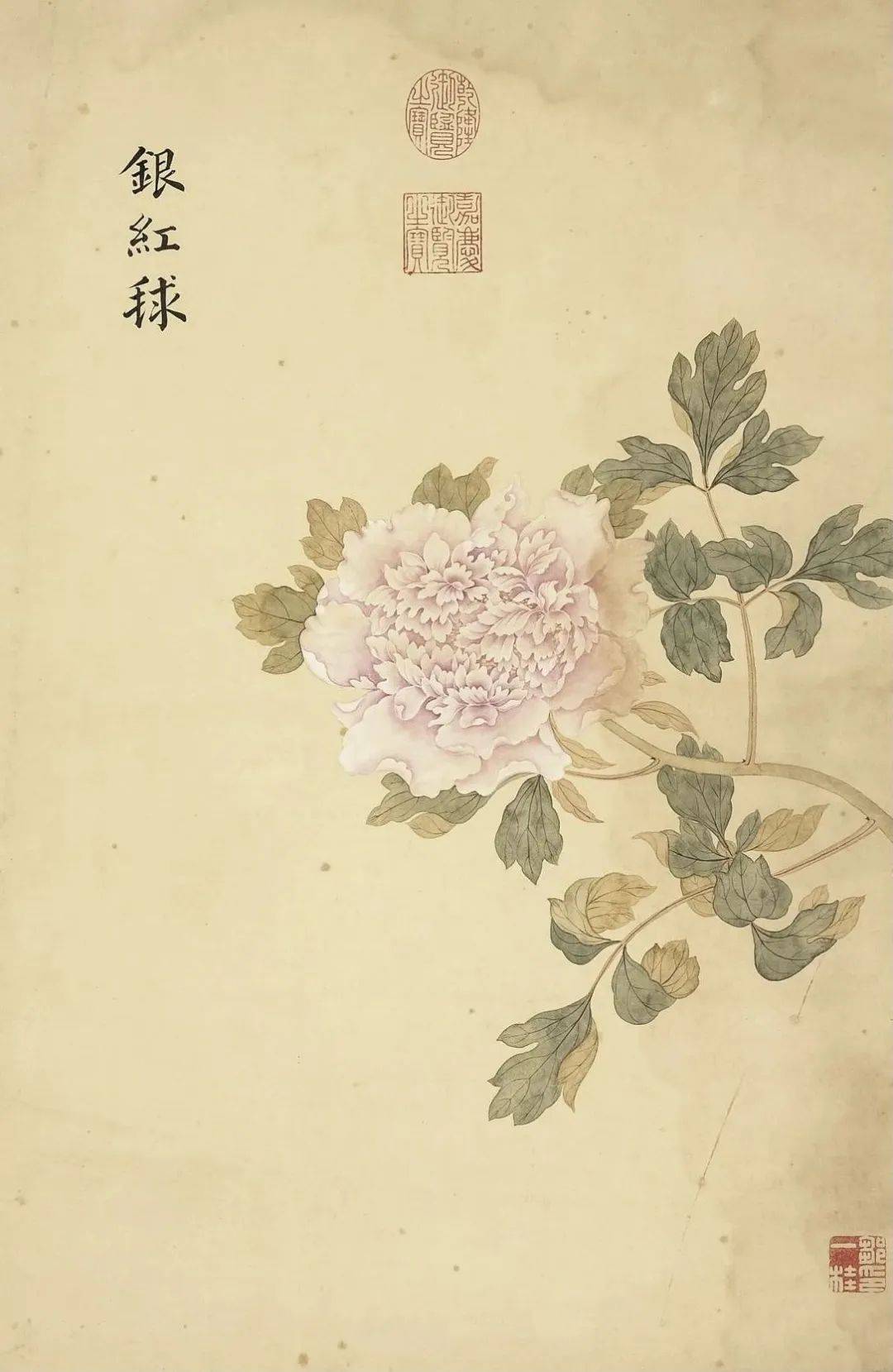邹一桂《牡丹二十四品图》 历代国画 第33张