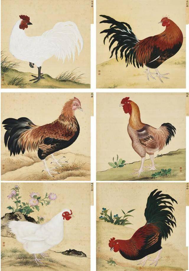 蒋廷锡 《鸟谱》 历代国画 第1张