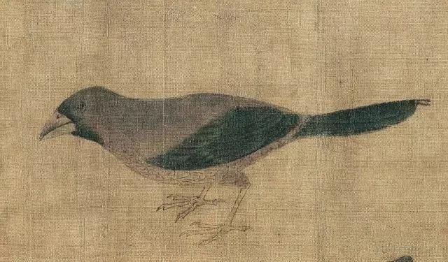 黄筌《写生珍禽图》 历代国画 第11张