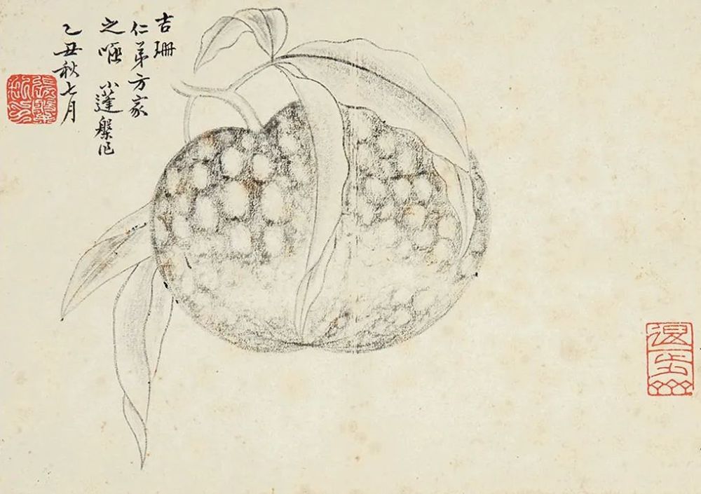 清代画家张槃《写生佳果册》 历代国画 第12张