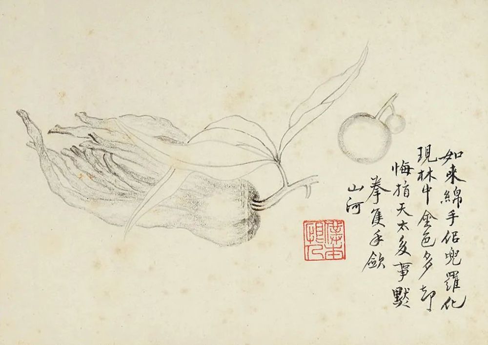 清代画家张槃《写生佳果册》 历代国画 第11张