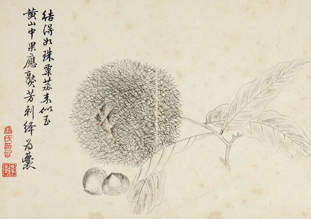 清代画家张槃《写生佳果册》 历代国画 第10张