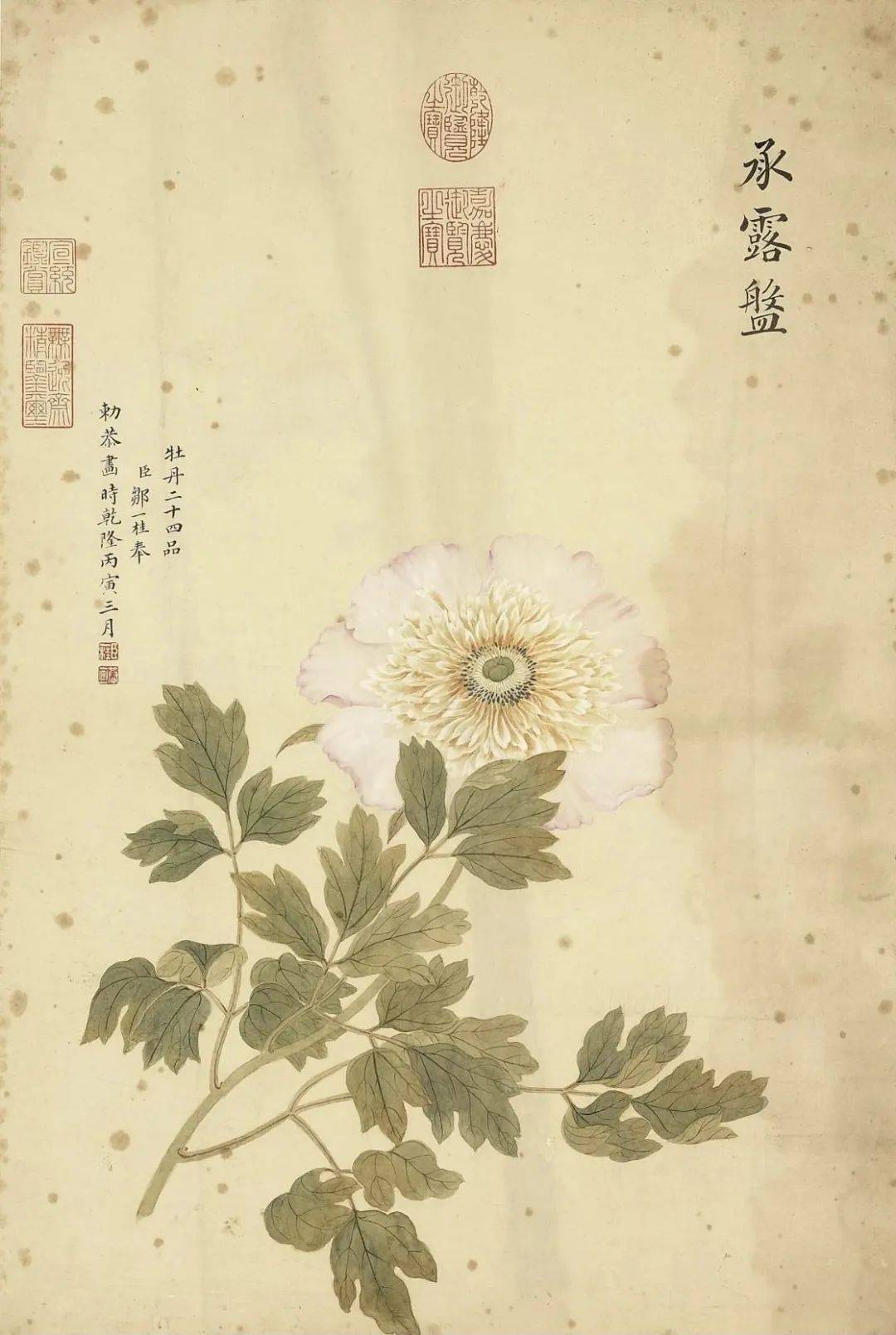 邹一桂《牡丹二十四品图》 历代国画 第72张