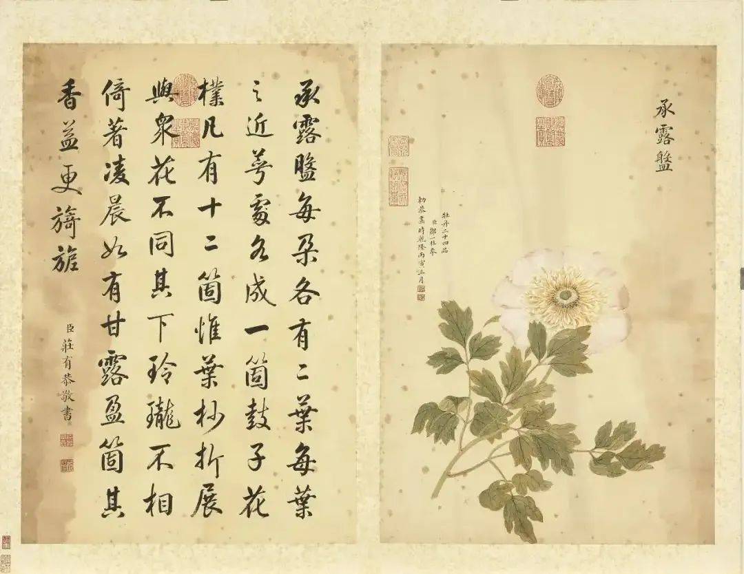 邹一桂《牡丹二十四品图》 历代国画 第70张