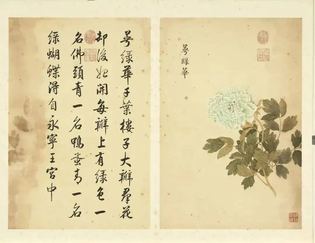 邹一桂《牡丹二十四品图》 历代国画 第67张