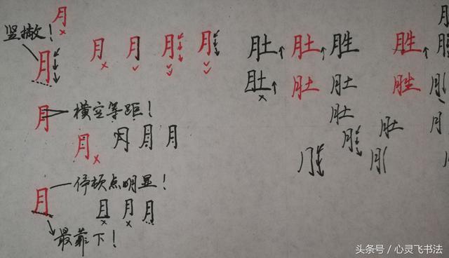 干货！收藏练字秘籍：精选50个最难写偏旁部首图解、技法、正误对照 书画知识 第13张
